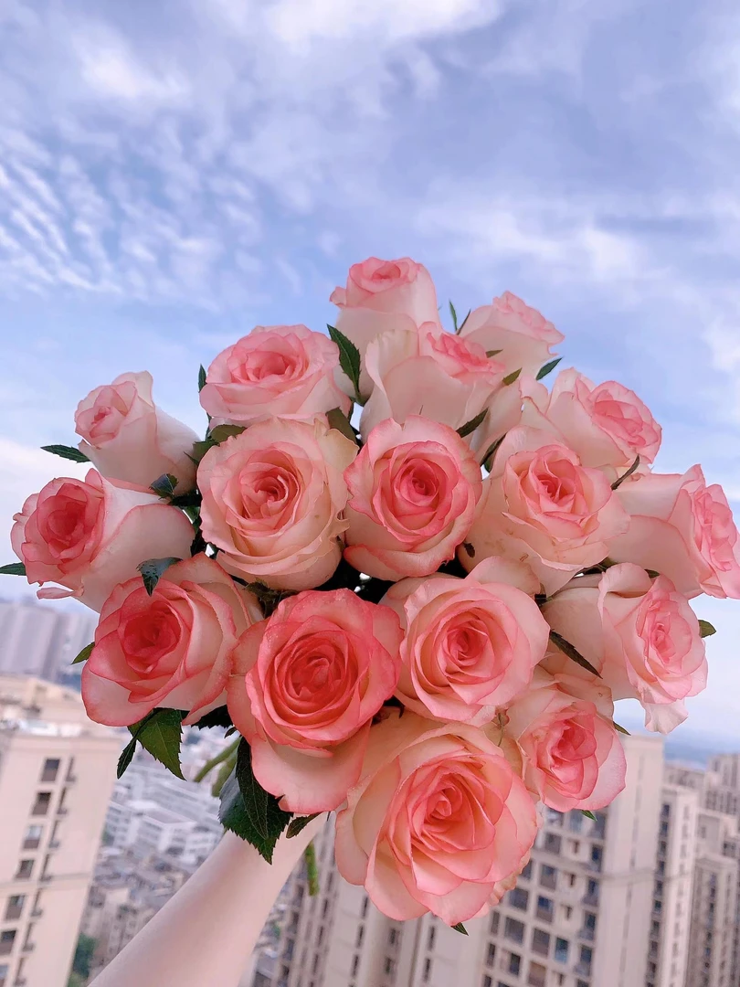 【艾莎+碎冰蓝+洛神组合】鲜花 居家插花 云南基地直发