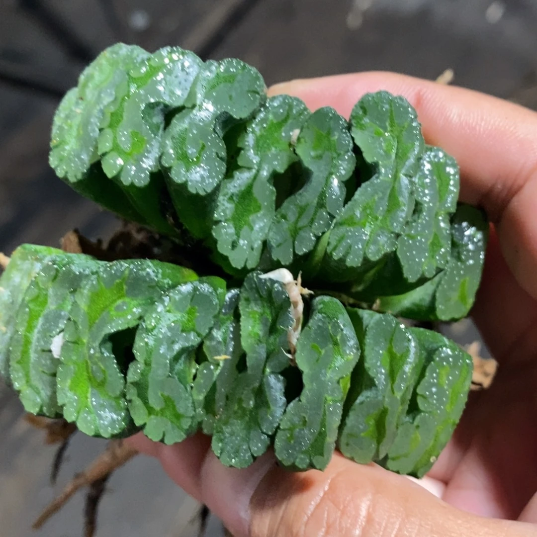 1606 一颗大银法师玉扇 挑最大的发货