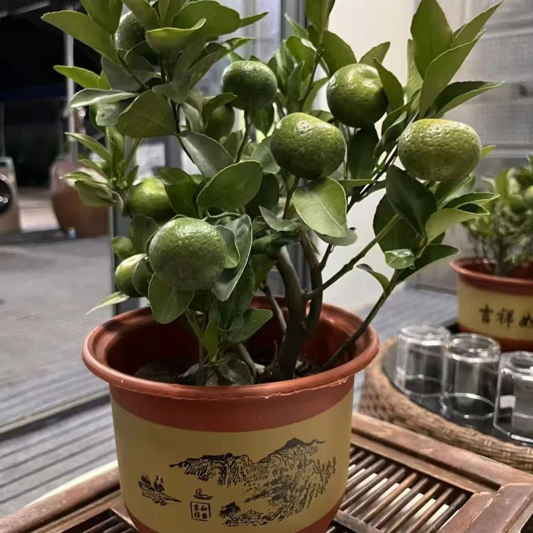 基地桌面款一物一拍链接