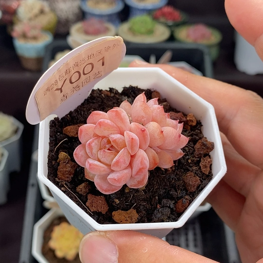0001 冰葡萄 4cm