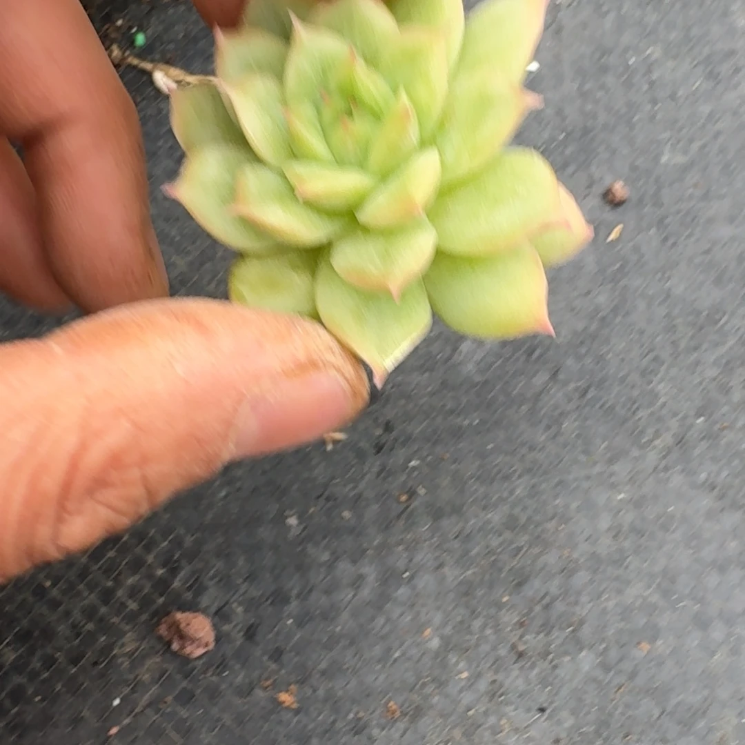 18-72凸起麦秆一颗量拍发货苗子