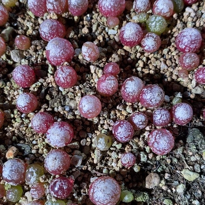 小灯泡一颗一颗一颗