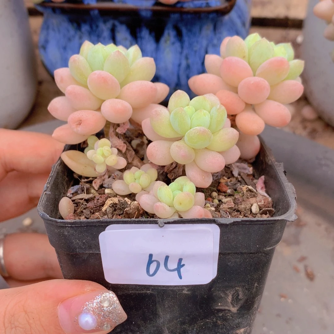 无花朵多肉植物 64