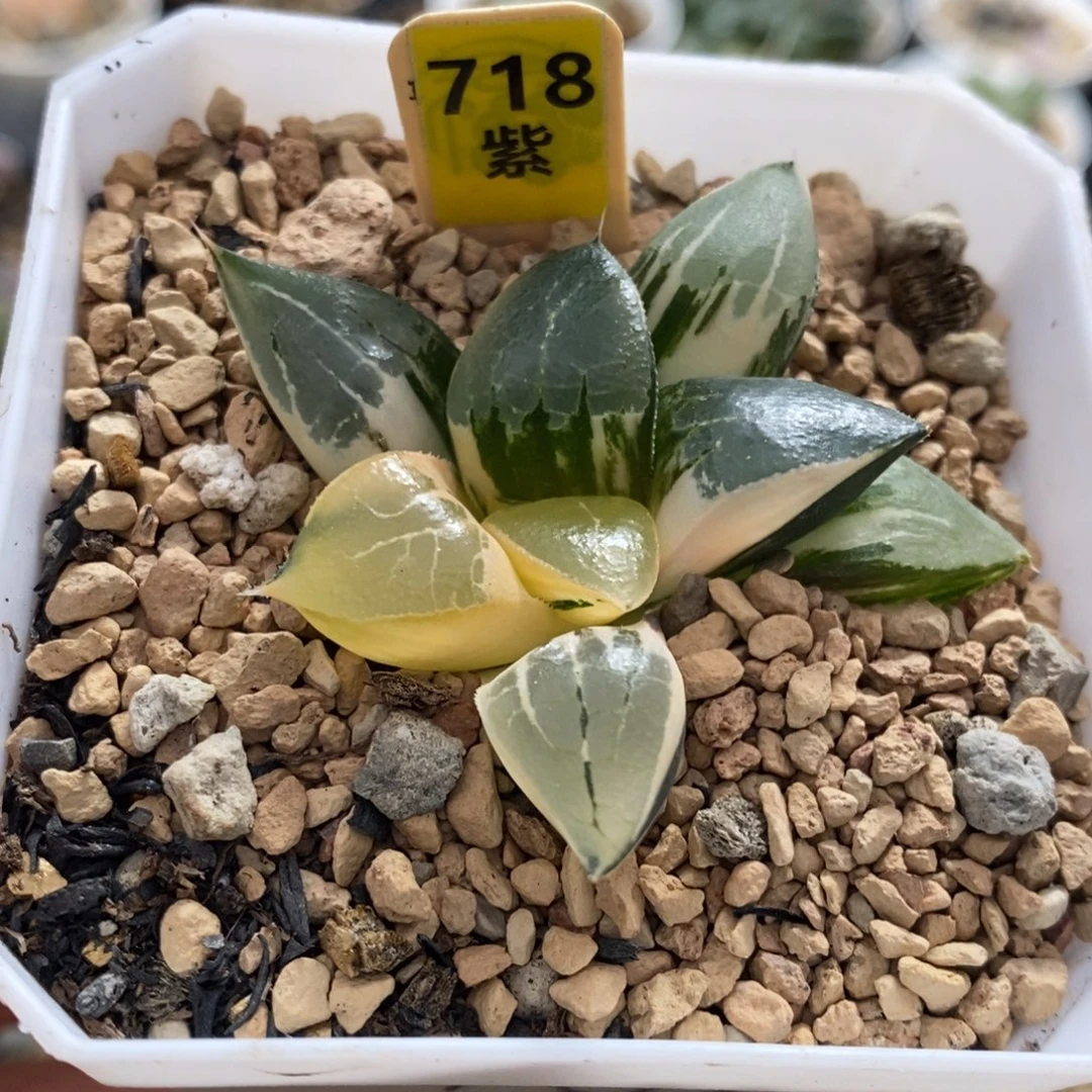 718号龙喜多肉植物