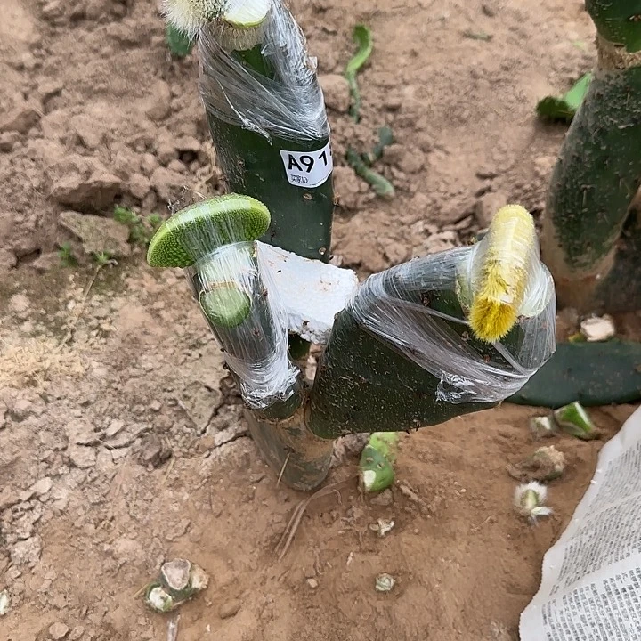 无花朵日***霞嫁接九尾狐缀➕青蛇缀918