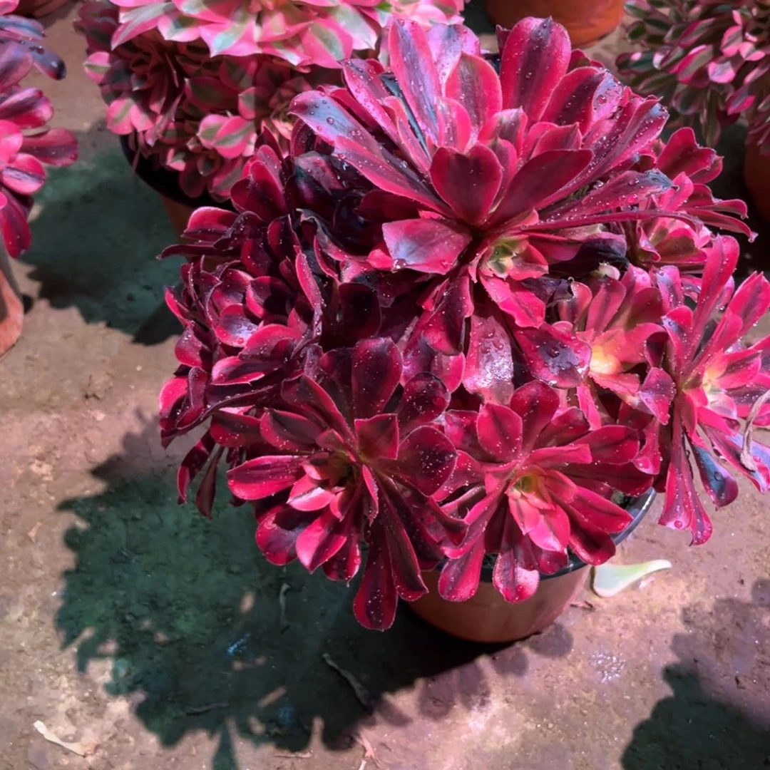 多肉植物美杜莎912