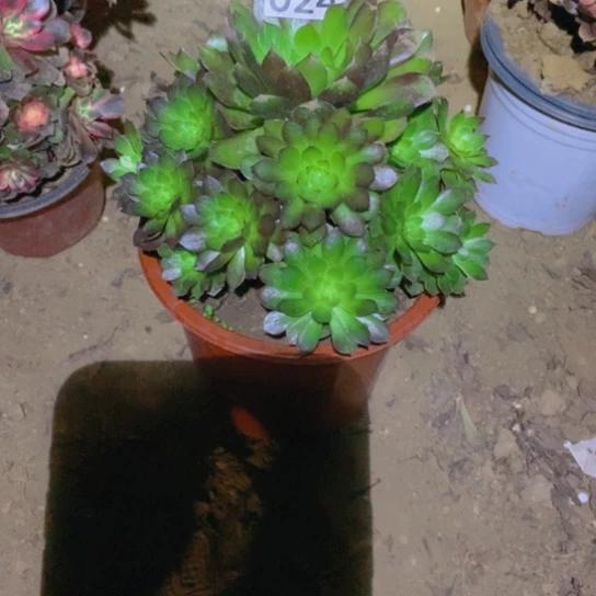 无花朵024多肉植物红魔