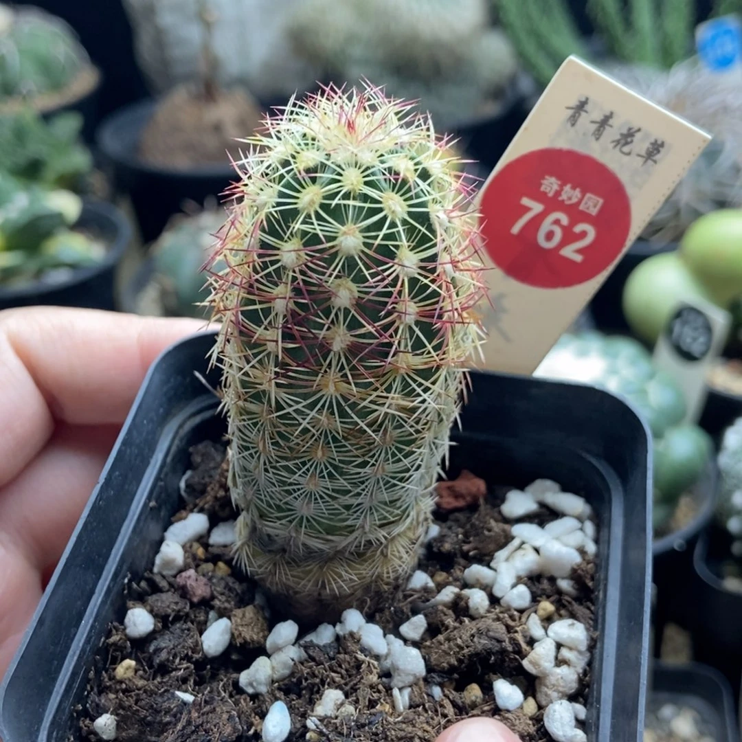 实生青花虾一棵仙人球