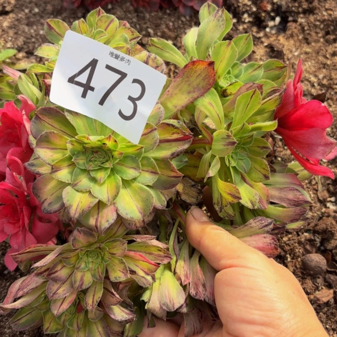 哈哈多肉葡萄福利473