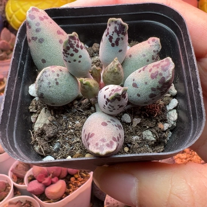 水***姐吉祥如意的一天从早上开始