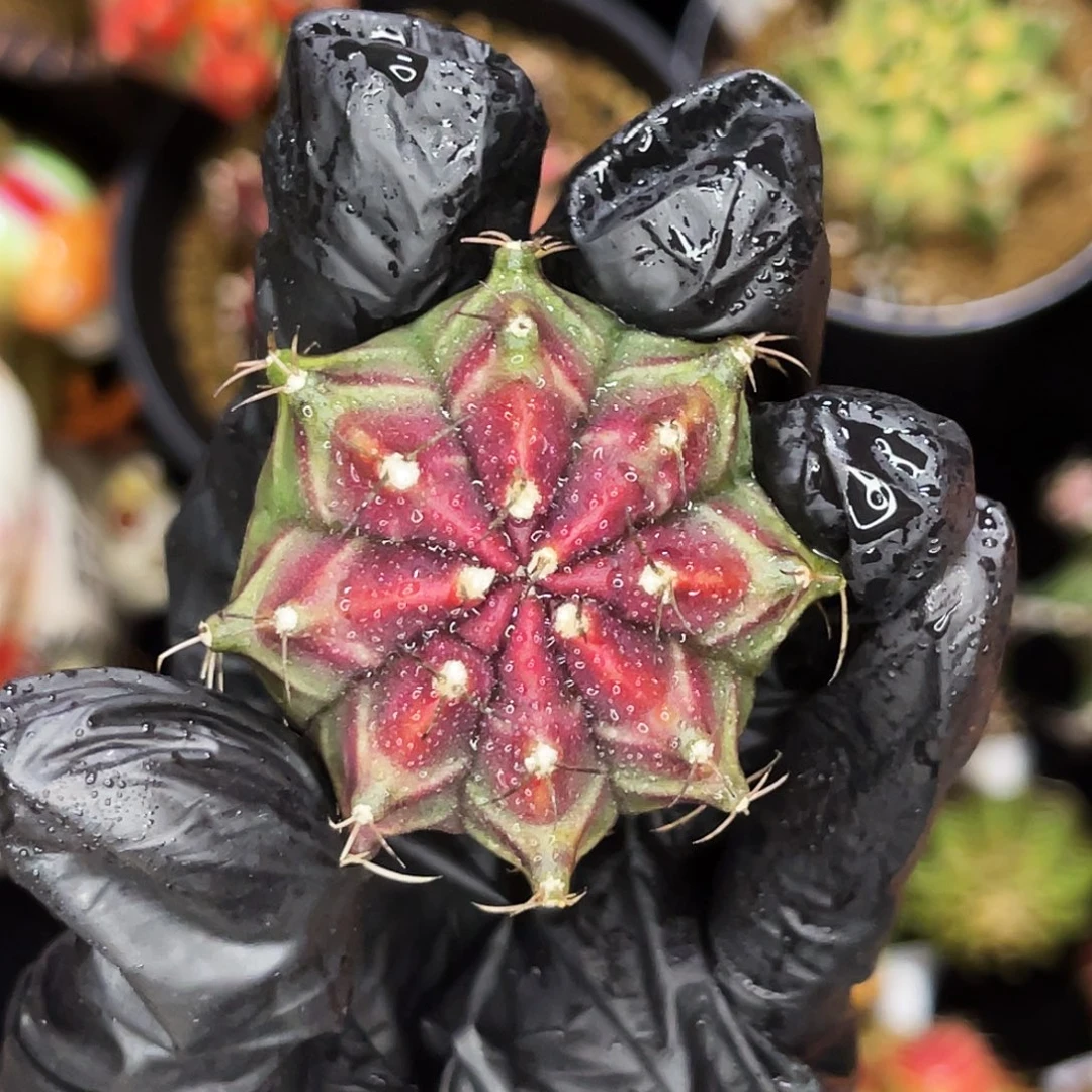 红梅花～～～～～～～～～～