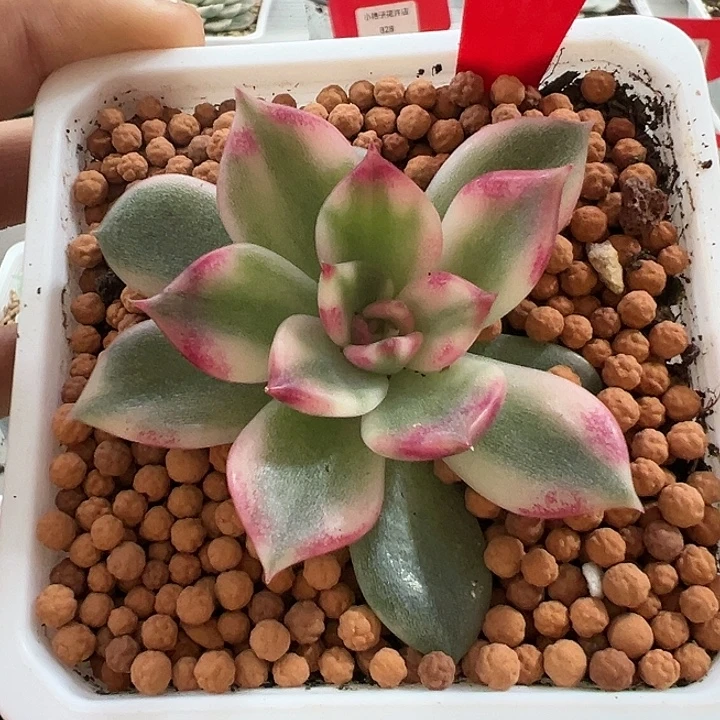 817号火焰玫瑰锦多肉