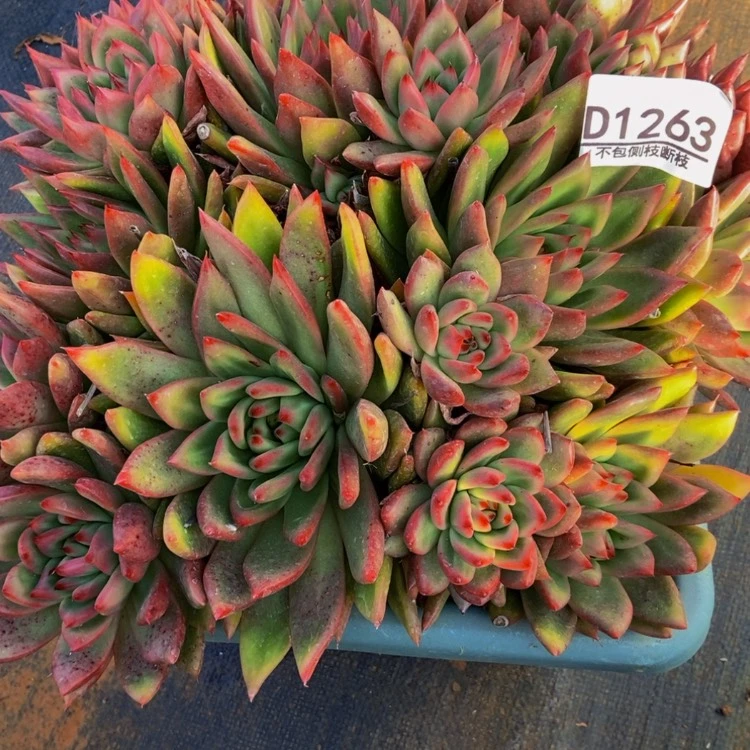 【闪购商品】明**行1263多肉