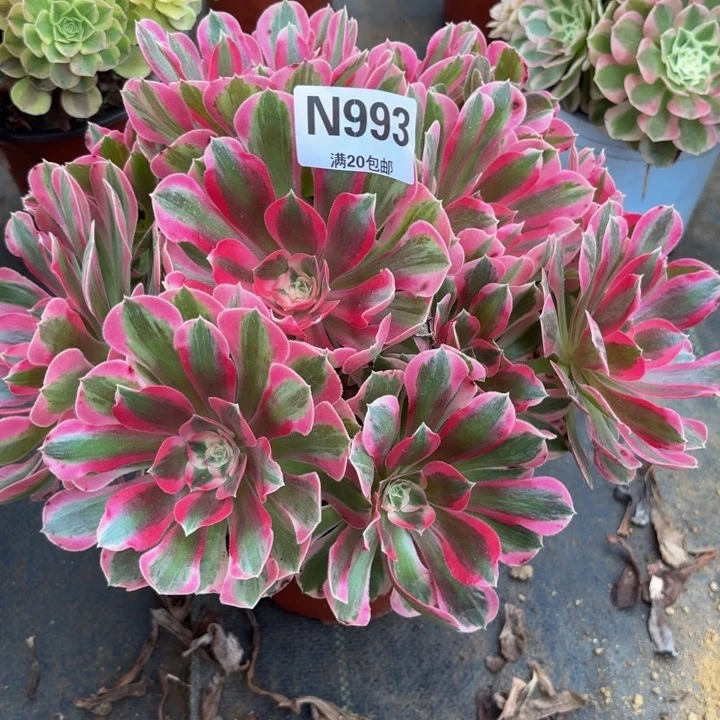 瑞妈多肉园艺993布，