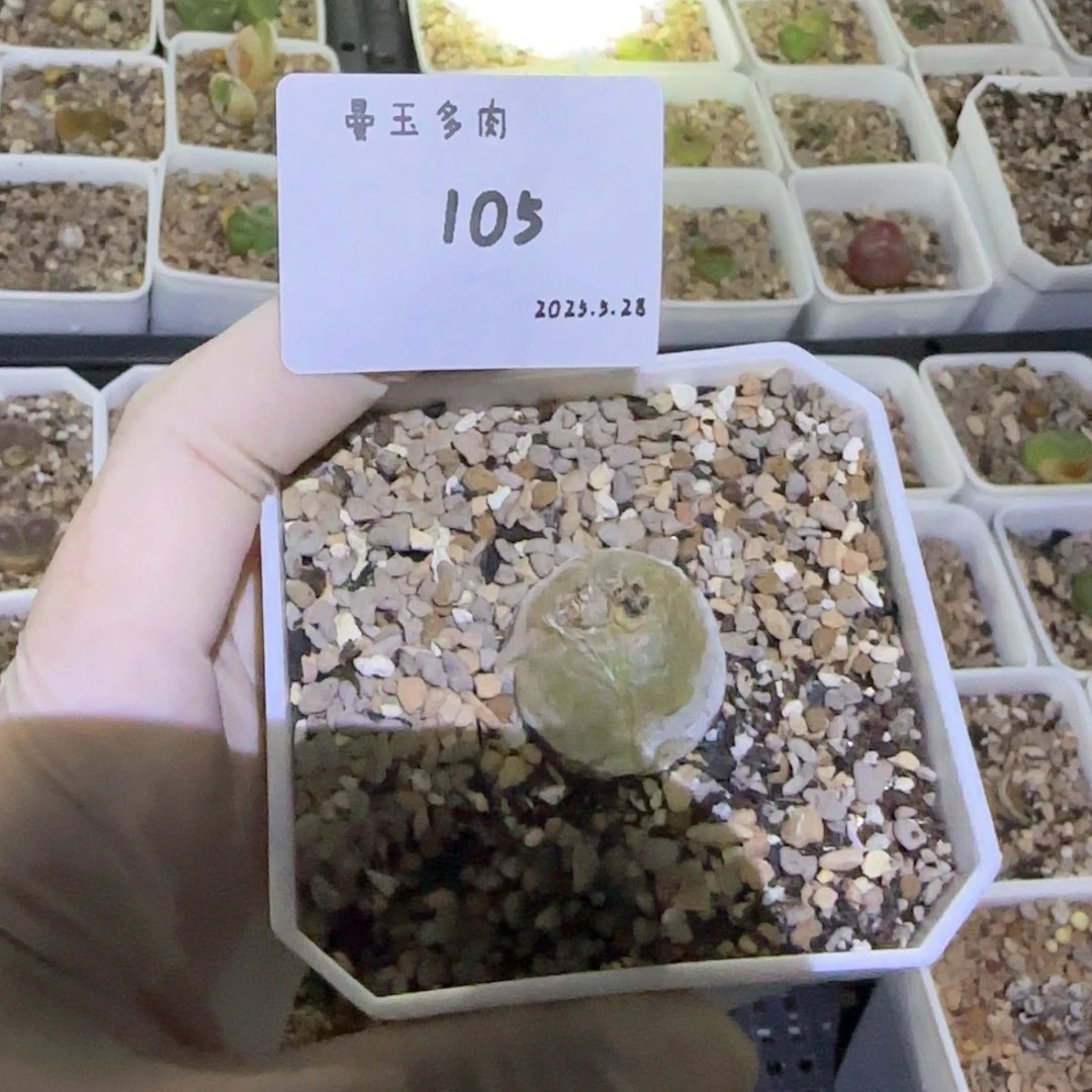 o*O多肉多肉多肉5.28-105