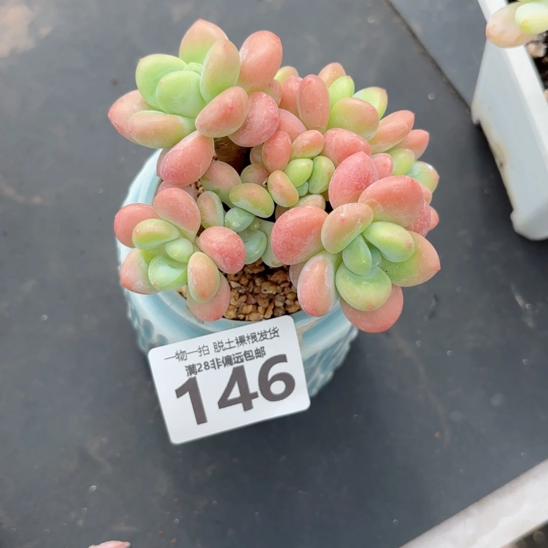 橘子洛神无盆土发货
