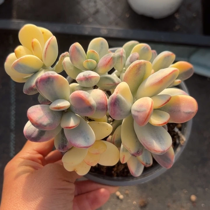 无花朵208号福娘锦无砍