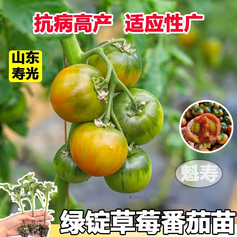铁皮草莓番茄苗西红柿苗铁皮柿子种籽阳台大田春秋冬四季种子苗子