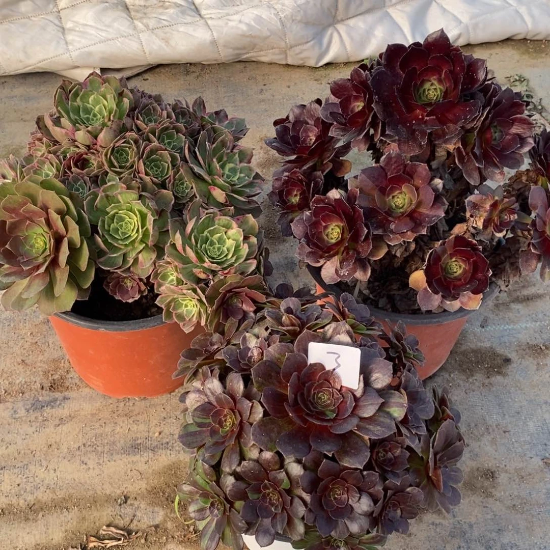 无花朵多肉植物组合拼盘3