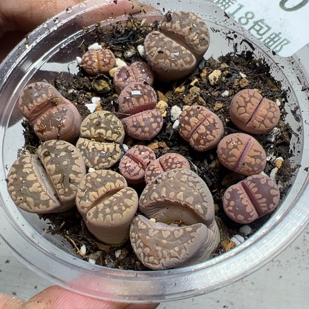 【闪购商品】 470。