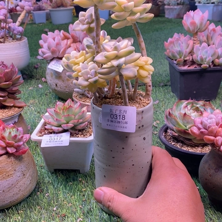 0318啊啊啊啊啊啊啊啊啊啊啊