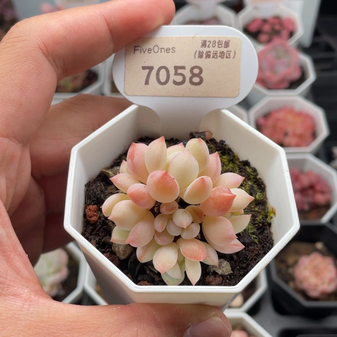 格林粉7058-4.5厘米