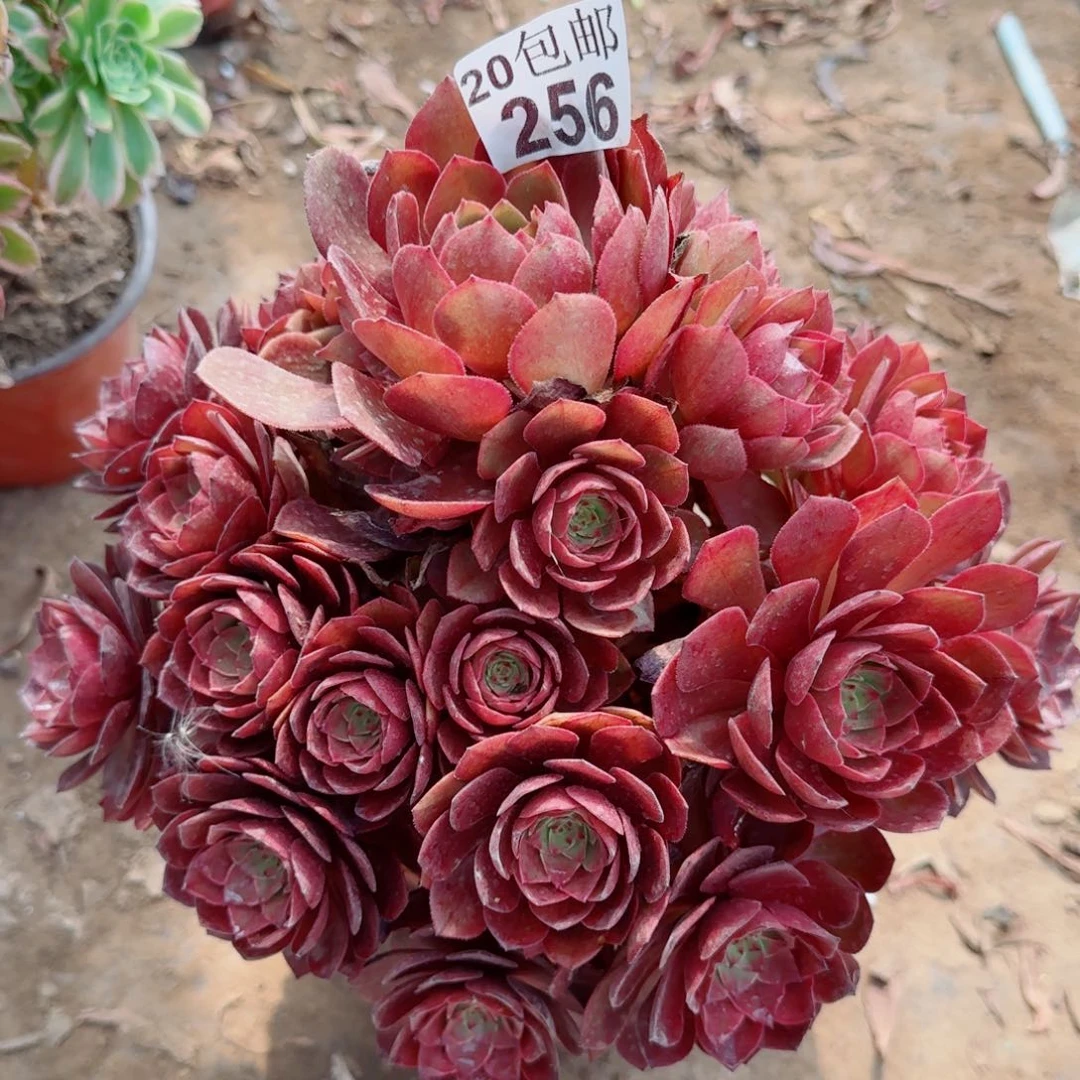 桃花石256满20包邮断枝不包