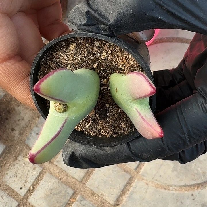 生之花11111111。288