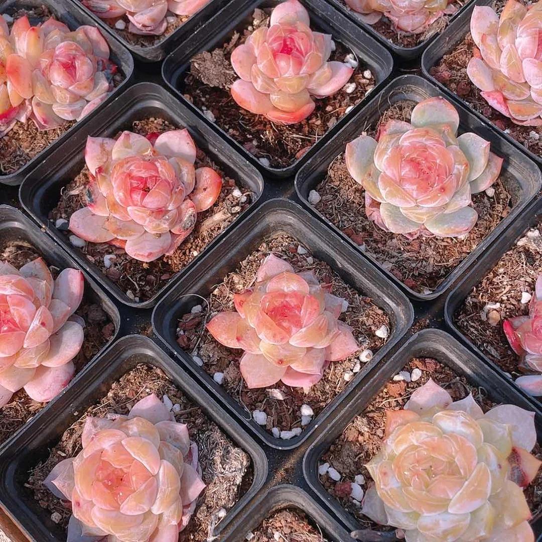 珍妮2号盆一个满25包邮