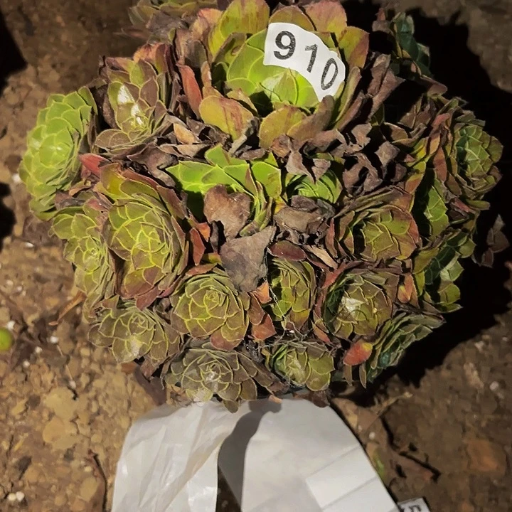 910花月夜多肉植物