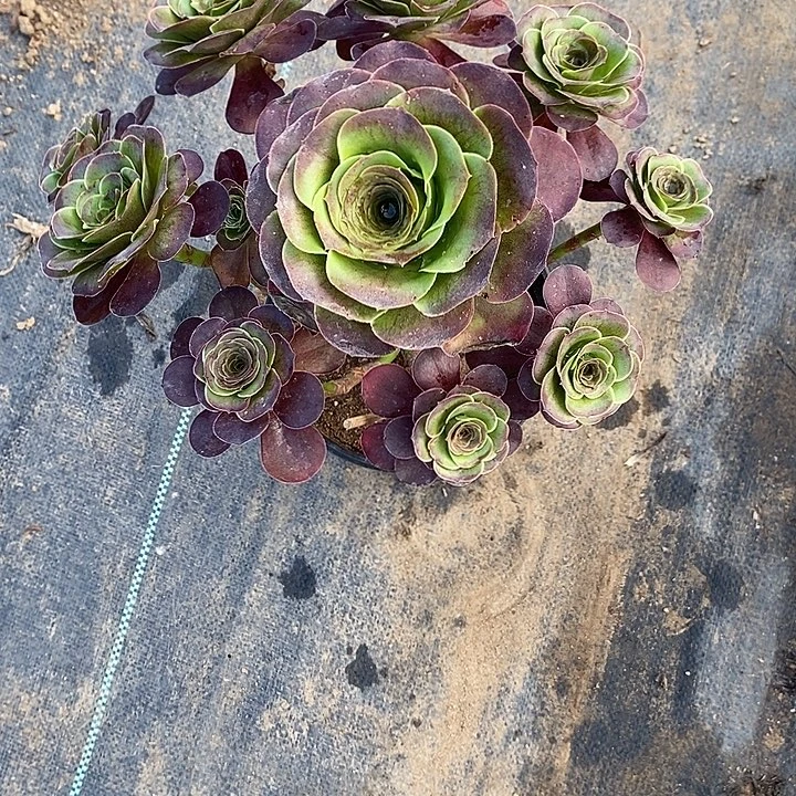 魅金玫瑰98多肉植物法师法师法师