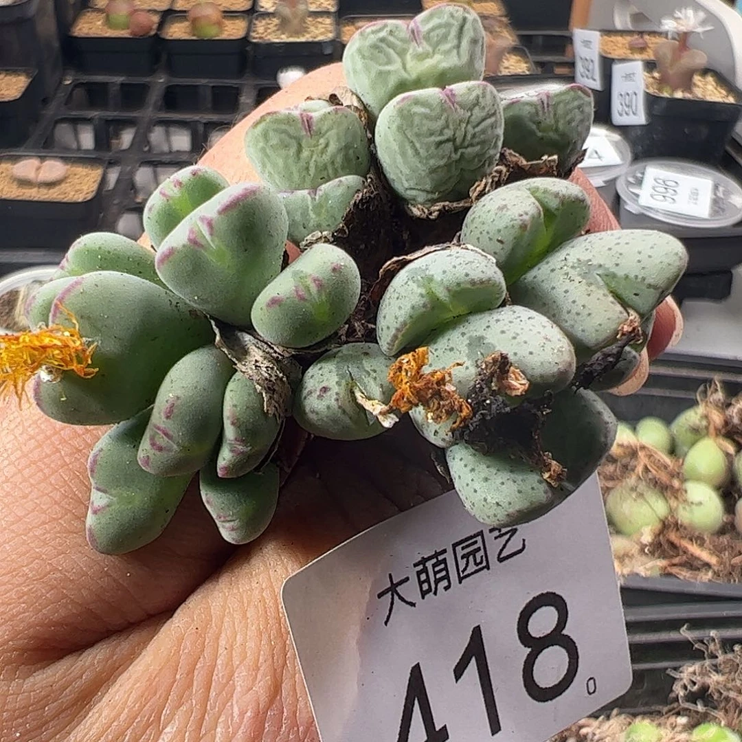 壹***媛一物一拍。        418
