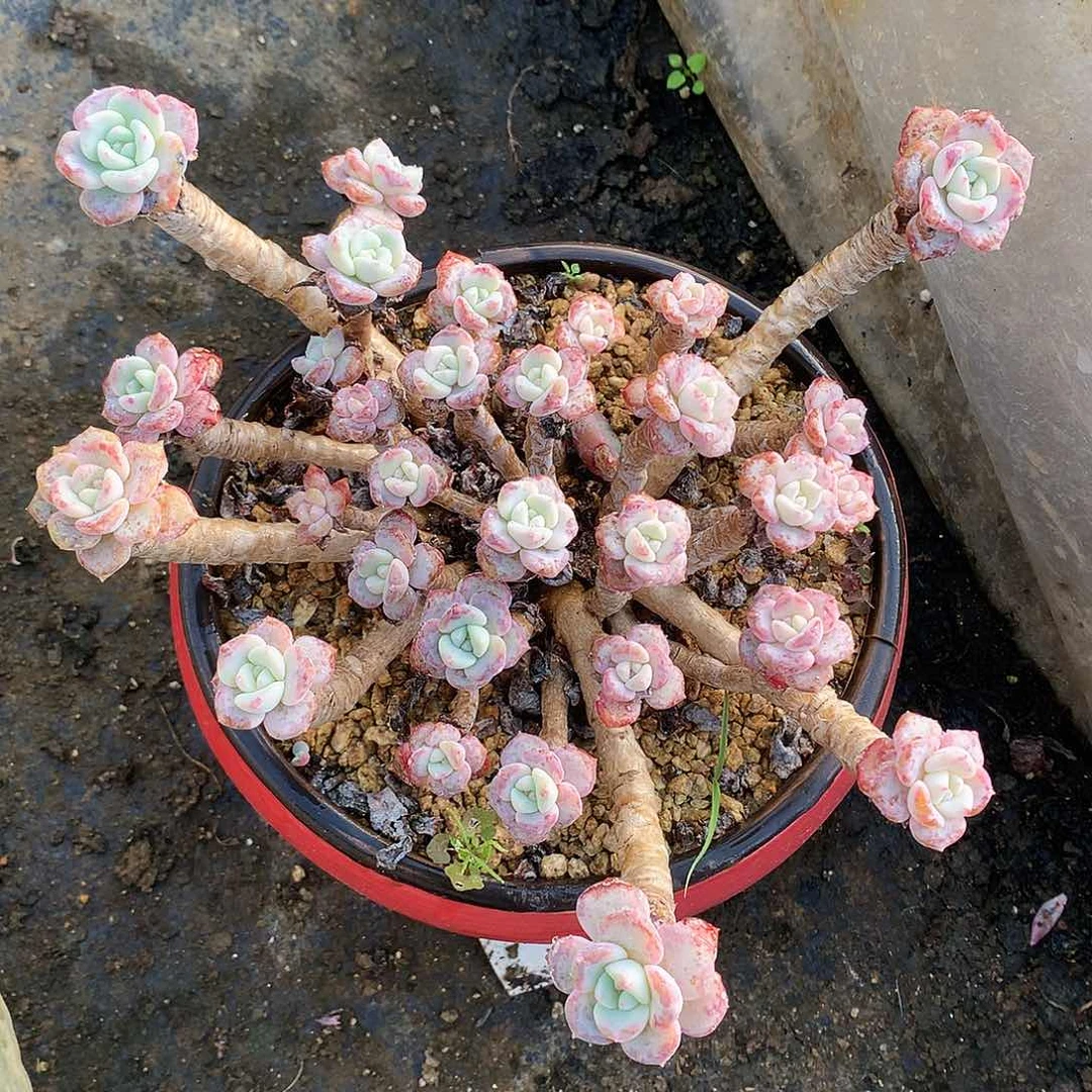 千山雪老桩一物一拍