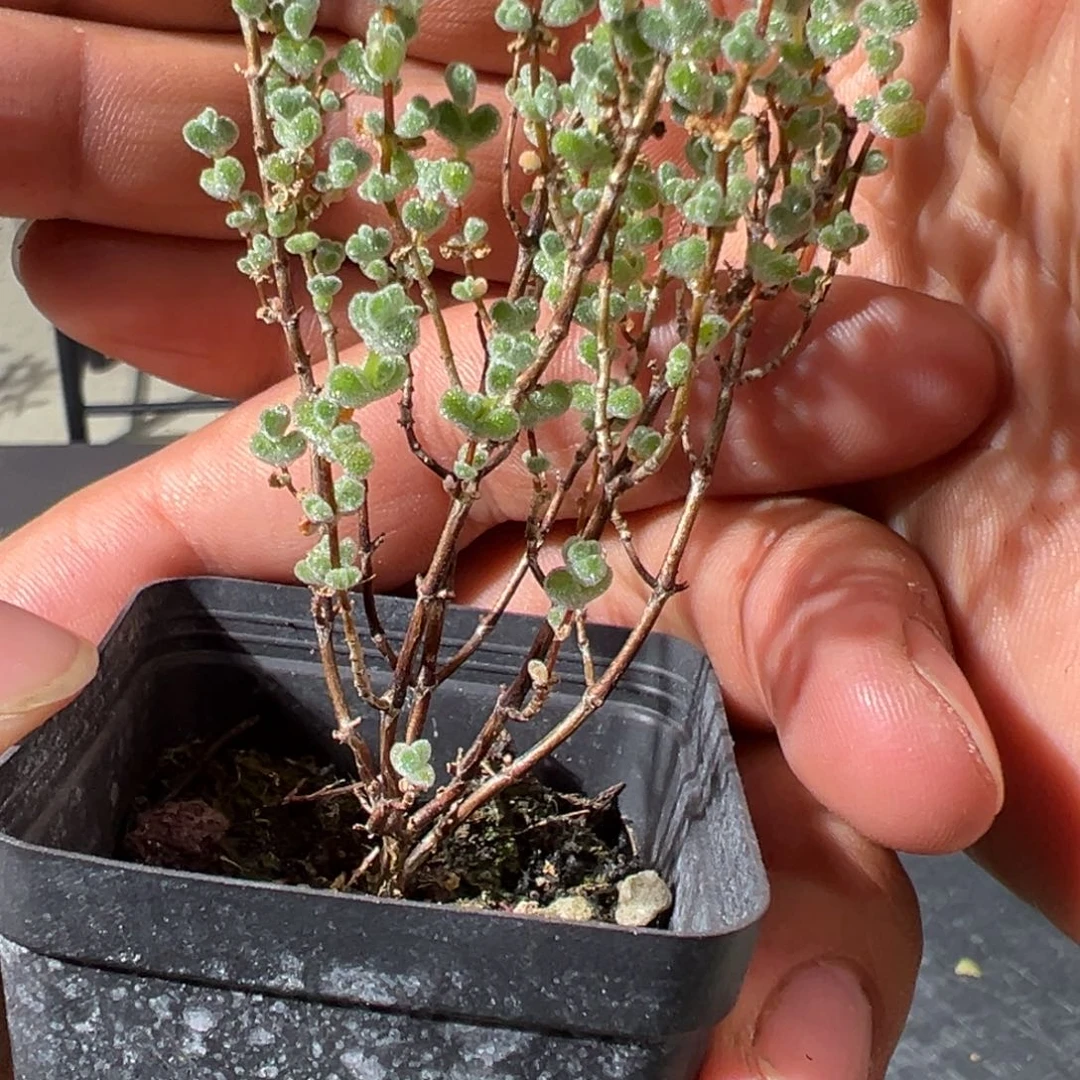 超级莱斯55杯老桩福利