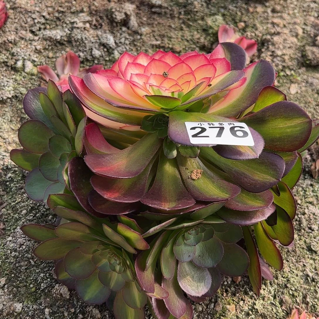 276倾城中班花脸一颗