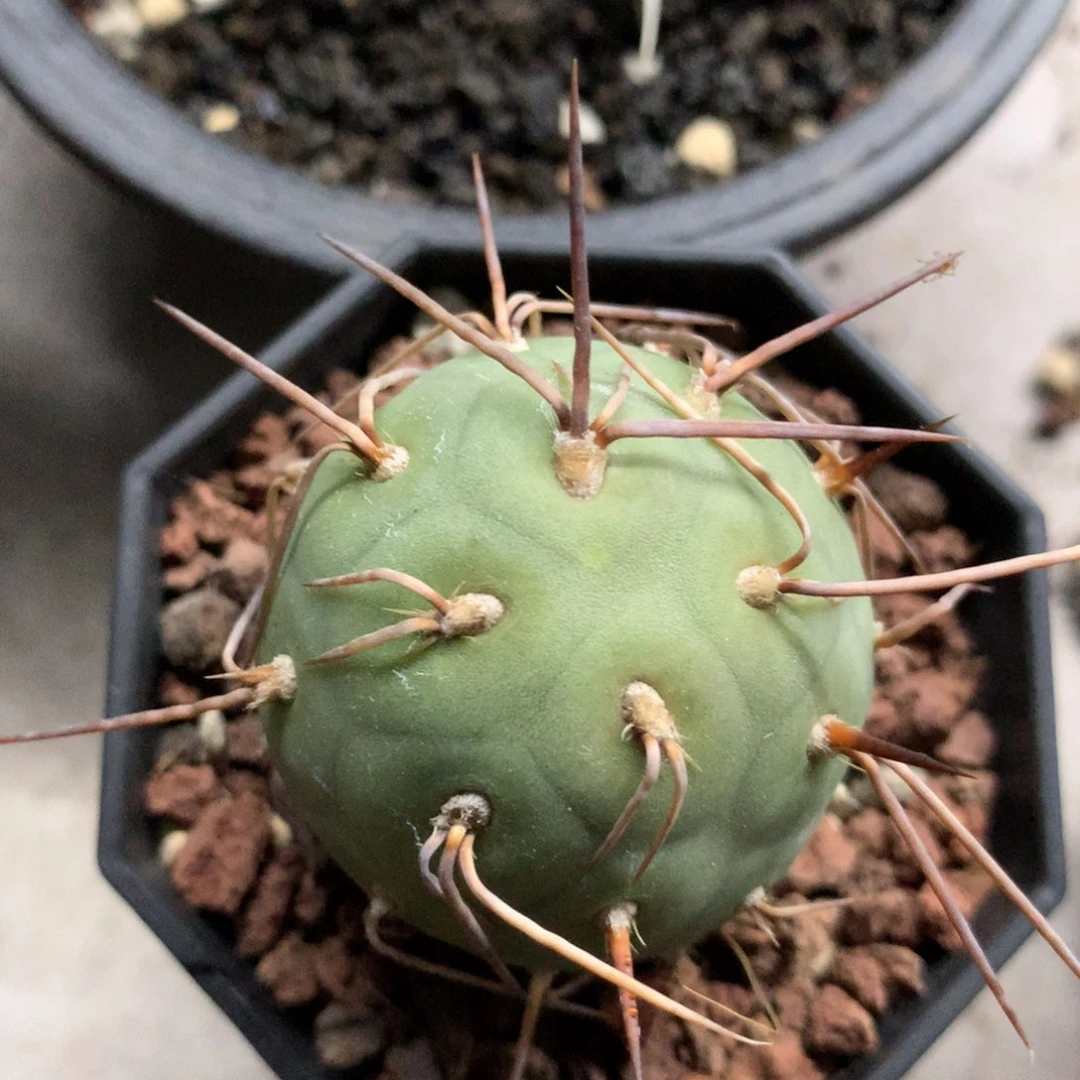 开播福利仙人球仙人球