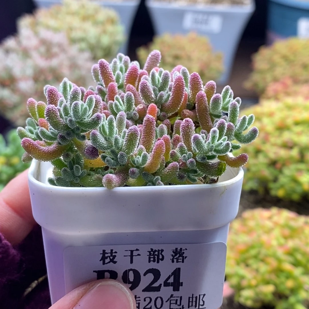 涵***媛924冰紫 。