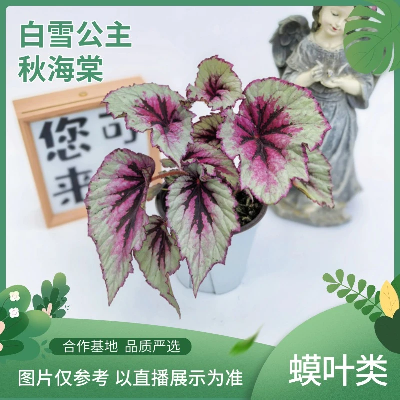 蟆叶类白雪公主秋海棠室内观叶灌木竹节类阳台庭院植物盆栽耐阴