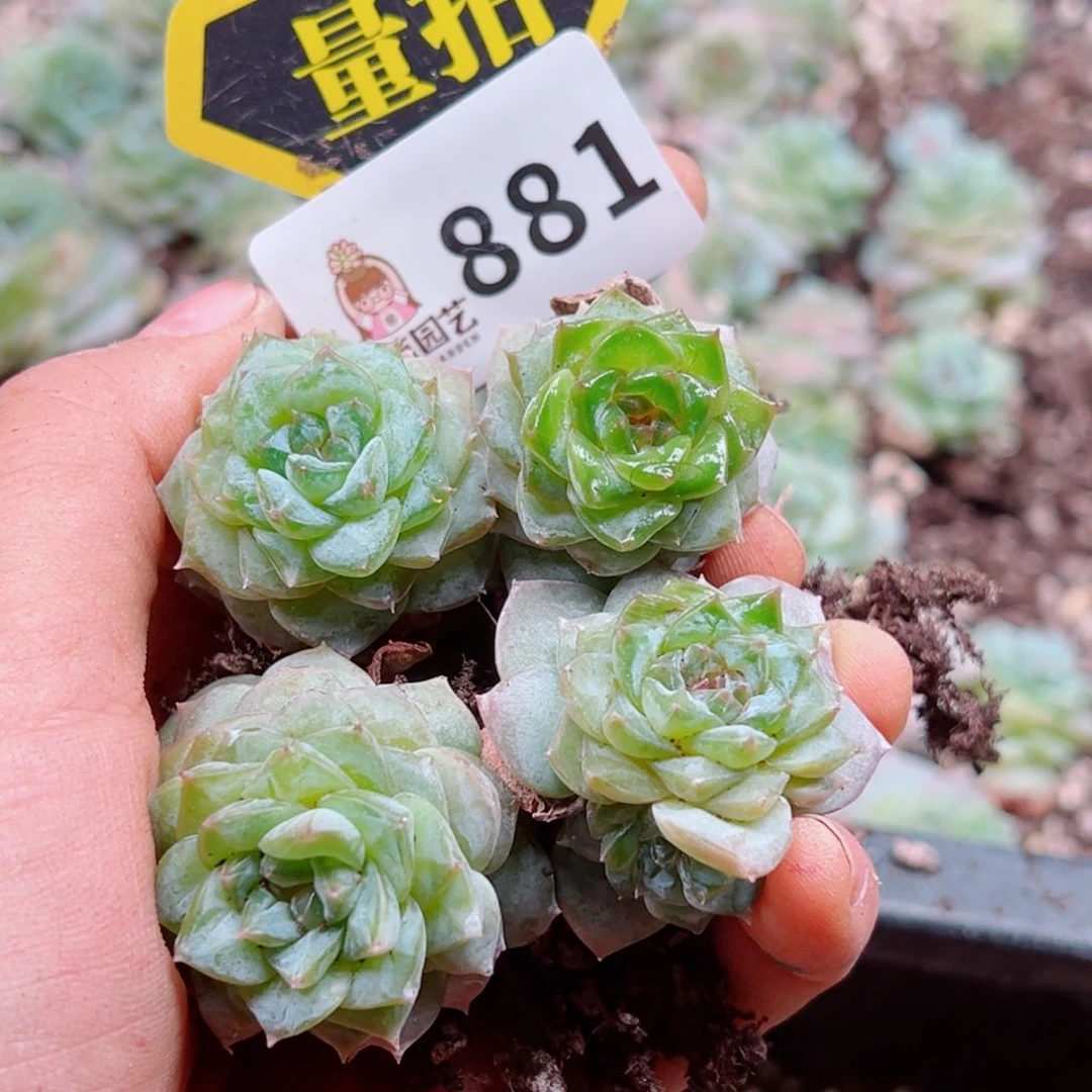 多肉植物多肉植物