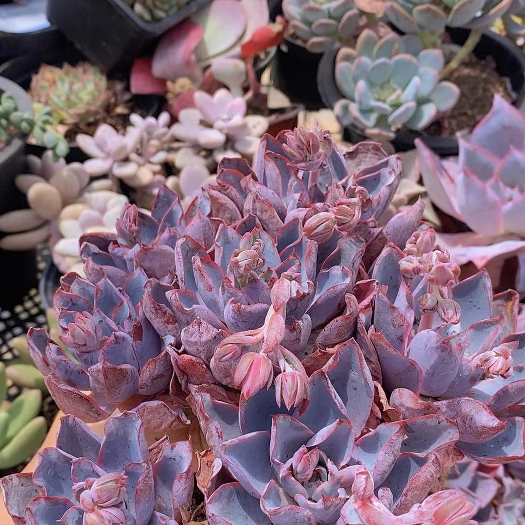 血斑赫拉多头群生老桩小叶