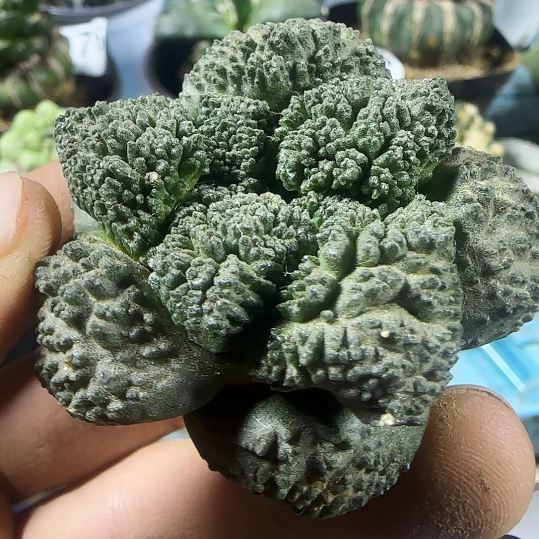 哥斯拉025仙人球开花