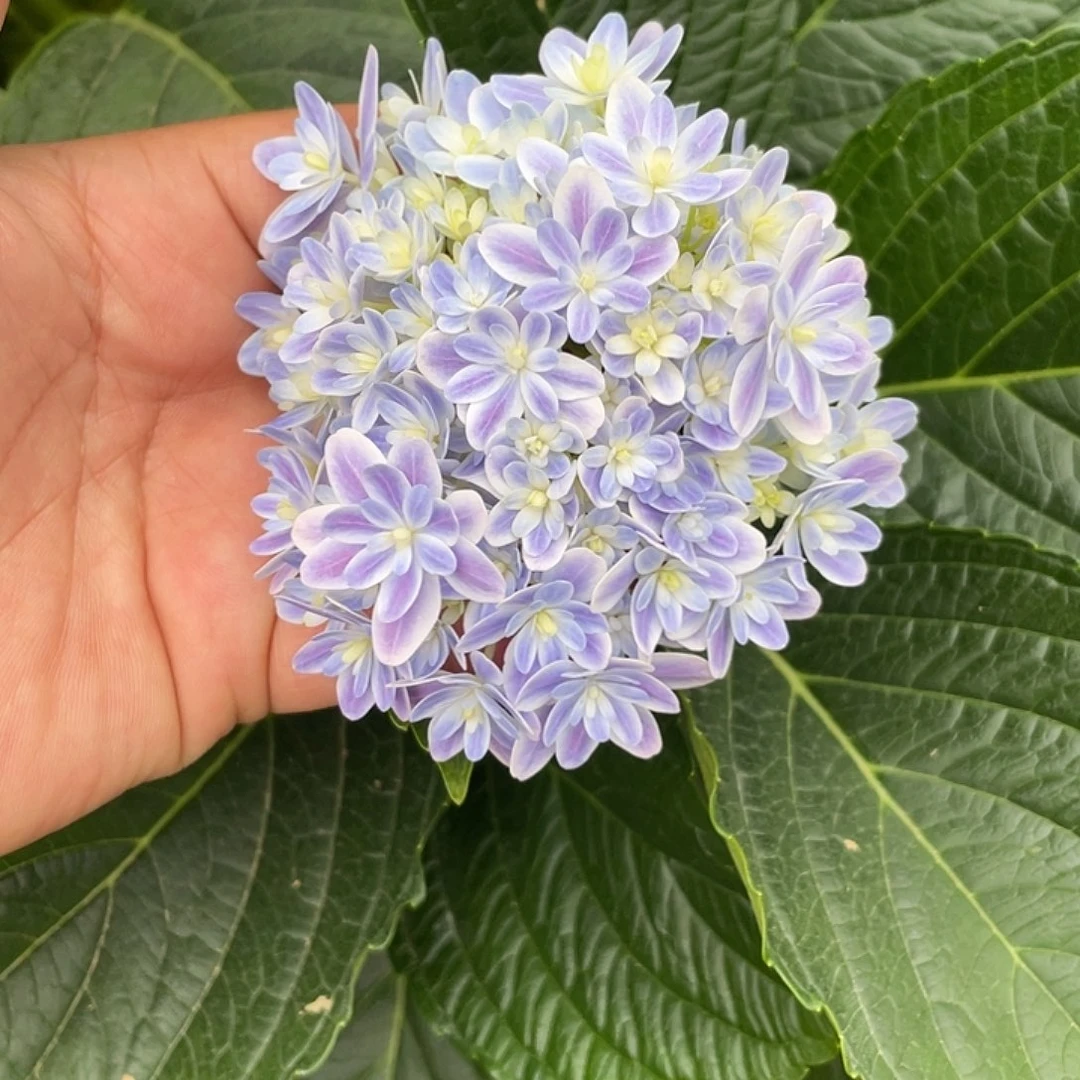 绣球切花一物一拍3枝起包邮，加购105