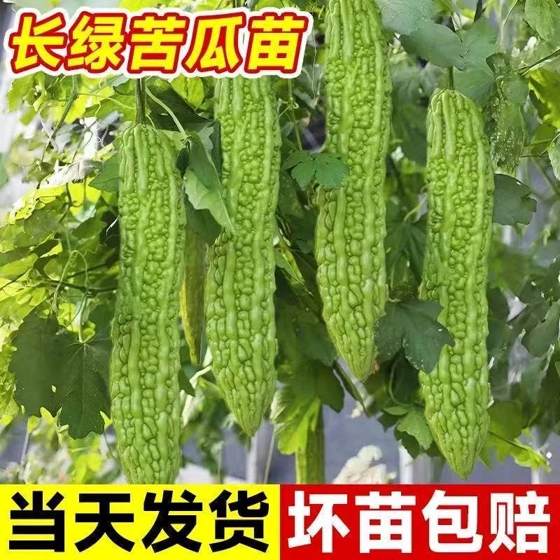 苦瓜苗苦瓜秧苗带土高产苦瓜苗早熟苦瓜苗大肉苦瓜苗现挖现卖好活