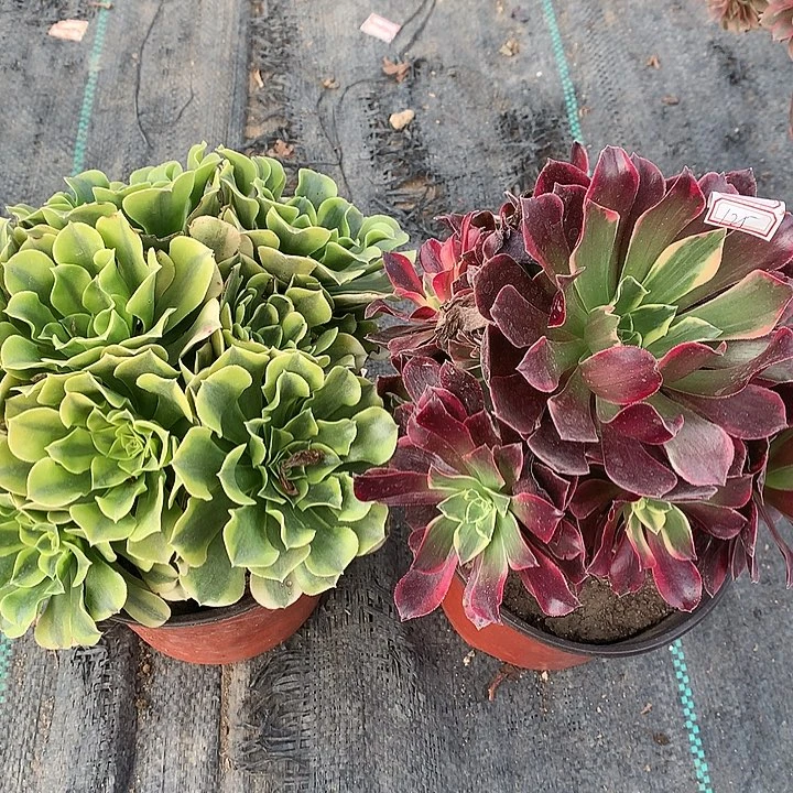 125两颗金斯绿豆沙多肉