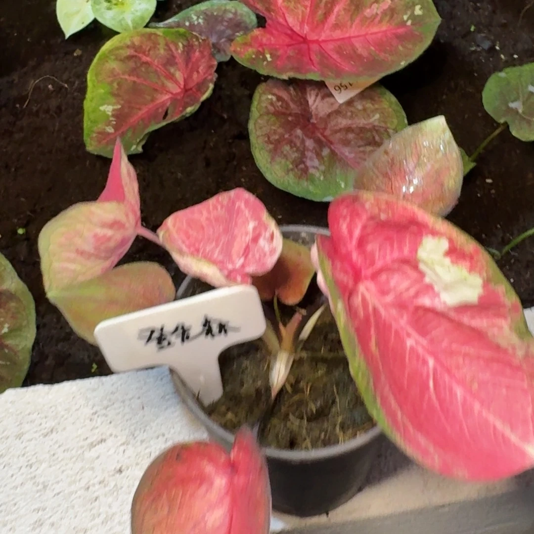 无花朵登先森专拍01579