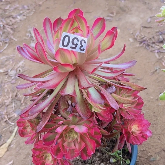 黔***莎多肉植物一个法师