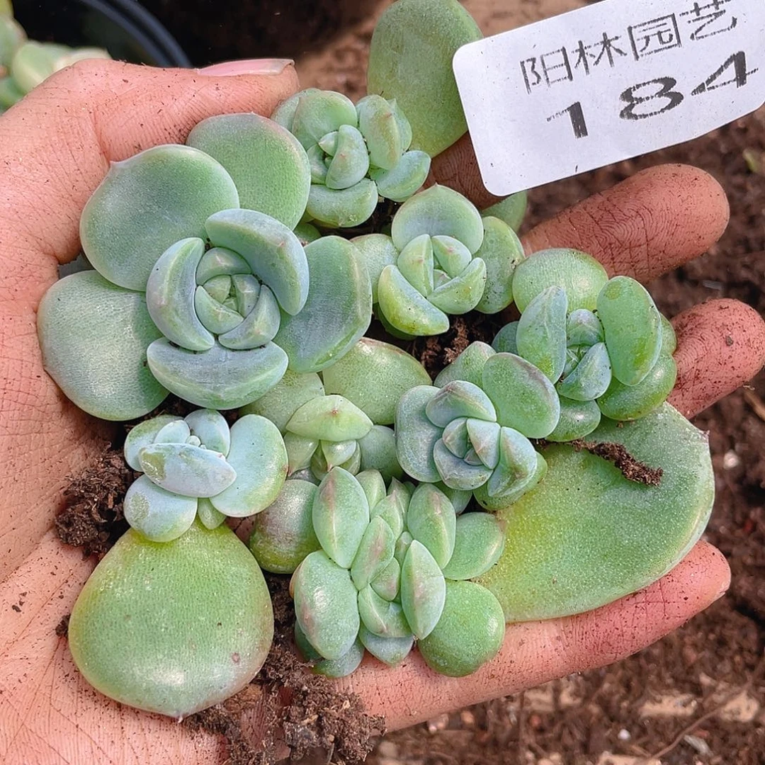 多肉植物多肉植物184