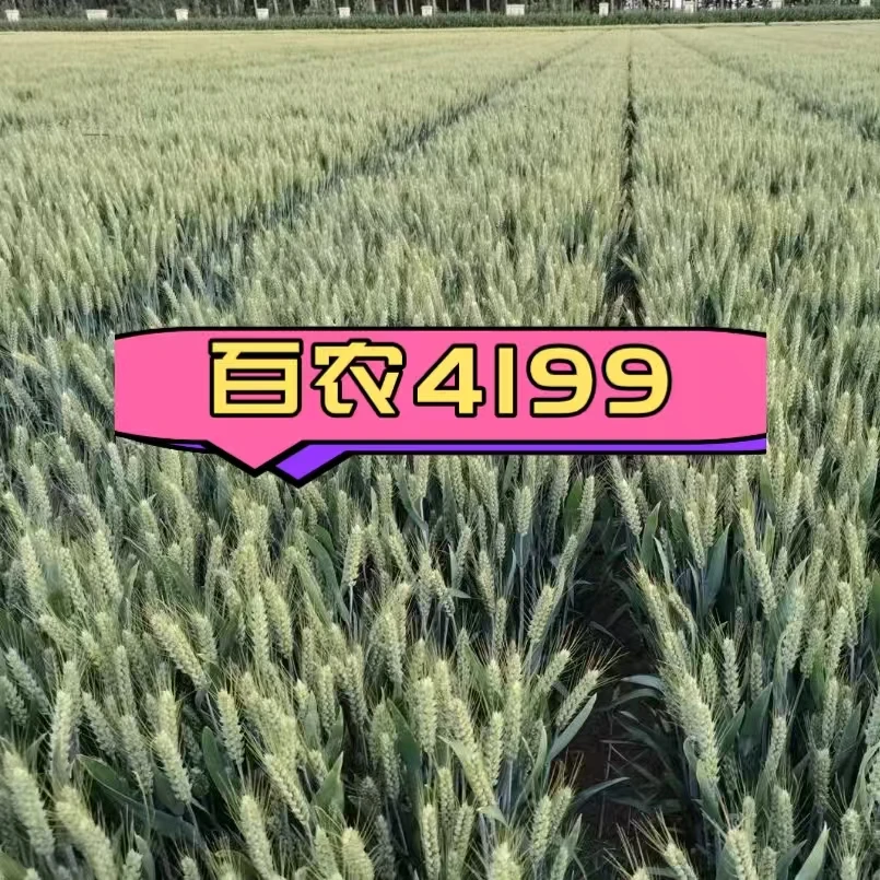 百农4199小麦高品质低杆大穗正品叶面肥