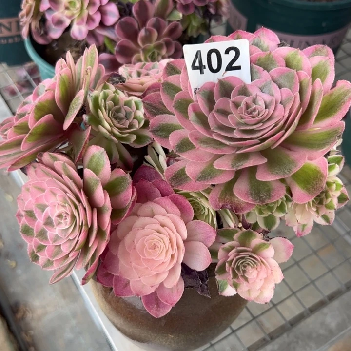 402倾城朵朵20厘米左右半木