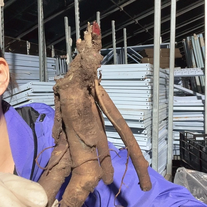 当前无花栽培后可以开花混苗